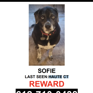 Lost Dog Sofie