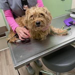 Found Dog Unknown