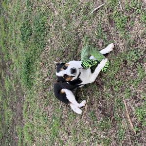Lost Dog Rio