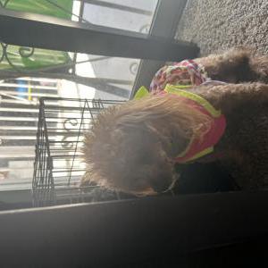 Lost Dog Mini