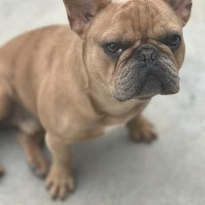 Lost Dog Loki