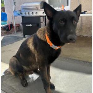 Found Dog Unknown