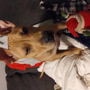 Image of Missy, Lost Dog