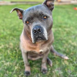 Lost Dog Rowdy