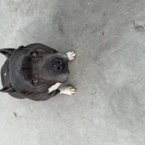 Lost Dog Sky