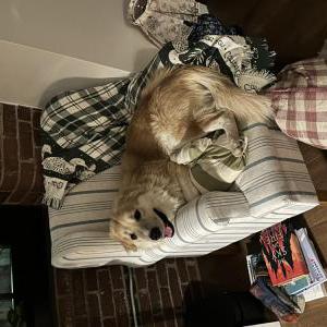 Lost Dog Saltie