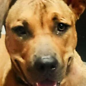 Lost Dog Harley