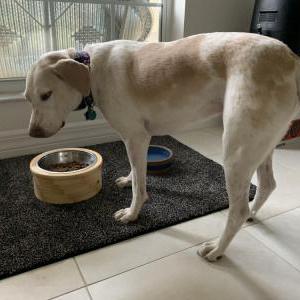 Lost Dog Jojo