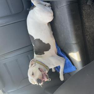 Found Dog Unknown