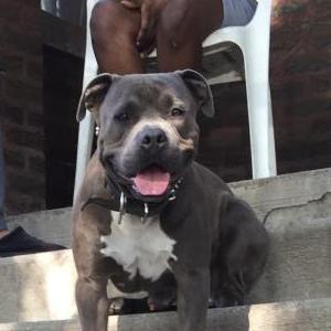 Lost Dog Samson