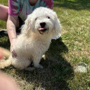 Found Dog Unknown