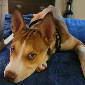 Found Dog Unknown