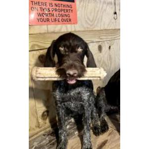 Lost Dog Dottie