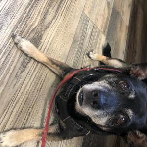 Lost Dog Tasha