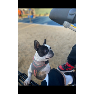 Lost Dog Lulu