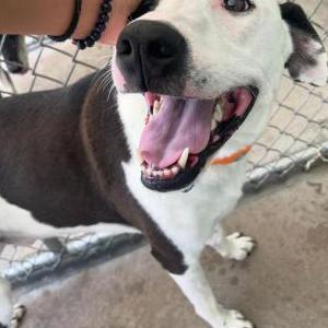 Lost Dog Pickle