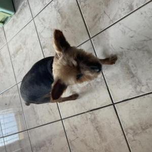 Lost Dog Kario