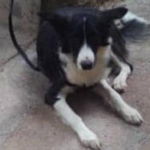 Lost Dog Jhonny