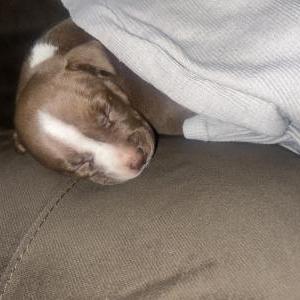 Lost Dog Bella