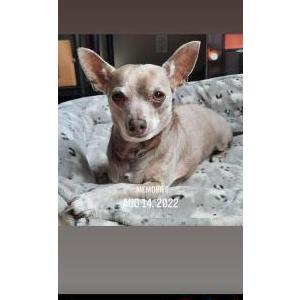 Lost Dog Cody