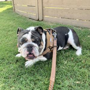 Lost Dog Gumbo