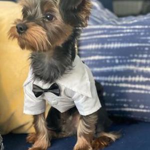 Lost Dog Milo