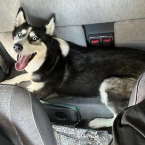 Found Dog Unknown
