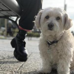 Lost Dog Rakim