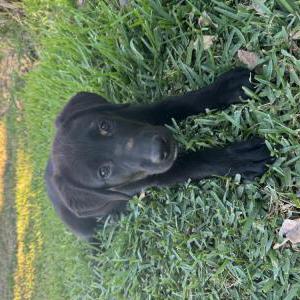 Lost Dog Nova