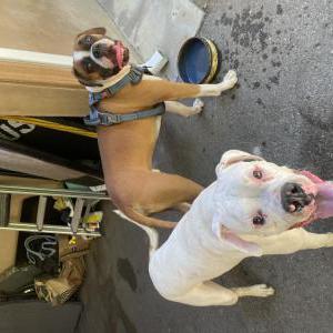 Found Dog unknown