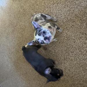 Lost Dog Channel