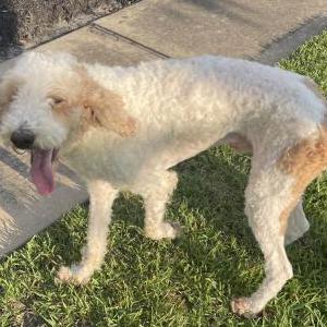 Found Dog Unknown