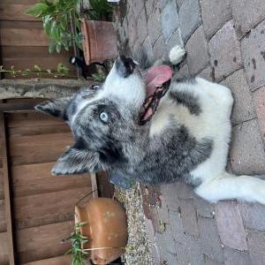 Found Dog unknown