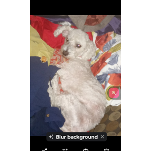 Lost Dog Claude