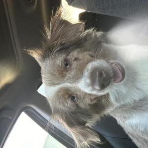Lost Dog Freya