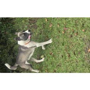 Found Dog Unknown