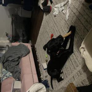 Lost Dog Millie
