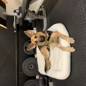 Found Dog Unknown