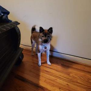 Lost Dog Bentley