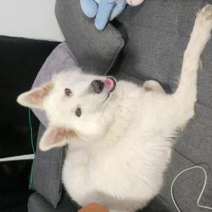 Found Dog Unknown
