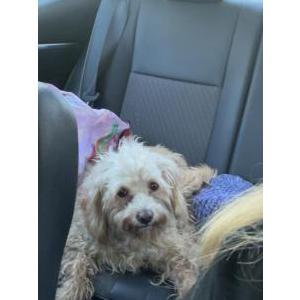 Found Dog Unknown