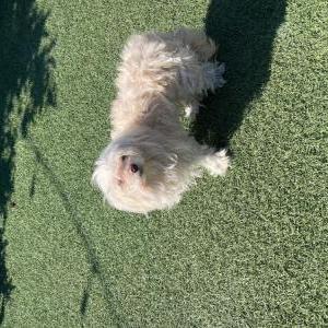 Found Dog Unknown
