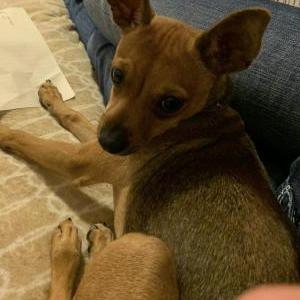 2nd Image of Harley, Lost Dog