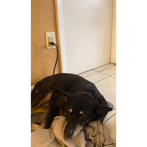 Lost Dog Luna
