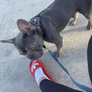 Lost Dog Chico