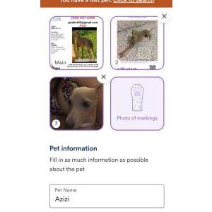 Lost Dog Azizi