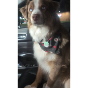 Lost Dog Charlie