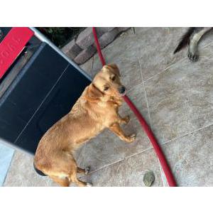 Lost Dog Hazle