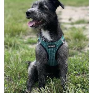 Lost Dog Billie