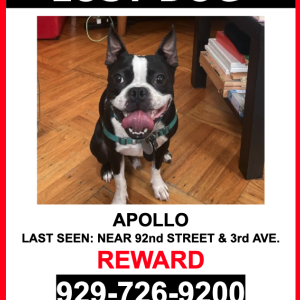Lost Dog APOLLO